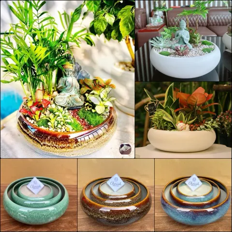 Chậu Gốm Sứ Trồng Cây