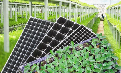 Khay ươm & Bầu ươm