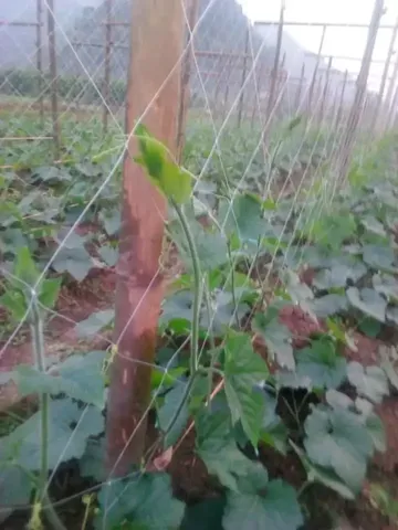 Lưới Làm Giàn Leo