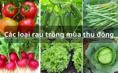 Combo Trọn Gói 10 Hạt Giống Rau Mùa Thu | GIẢM 20%, Miễn Phí Giao Hàng