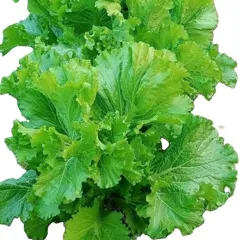 Hạt Giống Cải Bẹ Mào Gà – Lá Xoăn Đẹp, Vị Ngọt Tự Nhiên