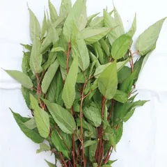 Hạt Giống Rau Đay Đỏ – Dễ Trồng, Giải Nhiệt, Thu Hoạch Nhanh