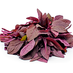 Hạt Giống Rau Dền Đỏ – Lá Đẹp, Dễ Trồng, Thu Hoạch Nhanh