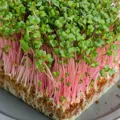 Hạt giống rau mầm củ cải đỏ – Thơm ngon, giàu dinh dưỡng - Ảnh 5