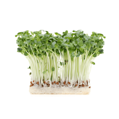 Hạt giống rau mầm củ cải trắng – Hạt nảy mầm nhanh, vị giòn thơm