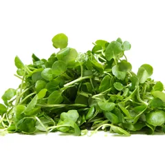 Hạt giống rau mầm cải ngọt – Sạch, dễ trồng, thu hoạch nhanh chỉ 5–7 ngày