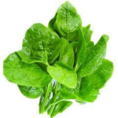 Hạt Giống Rau Mồng Tơi – Dễ Trồng, Nhanh Lớn, Nhiều Dinh Dưỡng