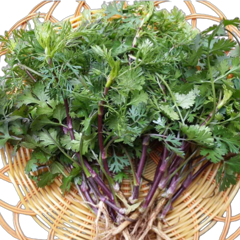 Hạt giống mùi tía (rau mùi tím) – Lá tím đẹp, mùi thơm đậm, dễ trồng