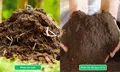 Phân bò vi sinh Quế Lâm ủ Hoai mục – Sạch nguồn bệnh - Ảnh 3