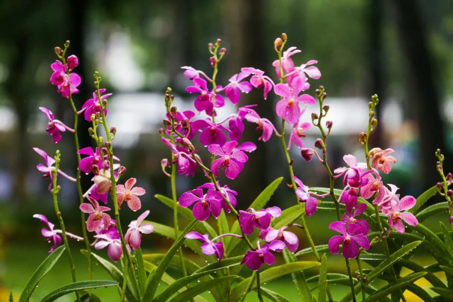 Dùng ngay trùn quế dạng viên để Lan ra hoa to đẹp