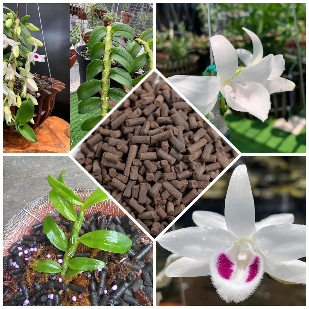 Chỉ cần bón lên chậu lan, cung cấp dinh dưỡng lâu dài