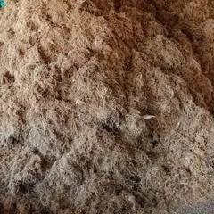 cho cây công trình