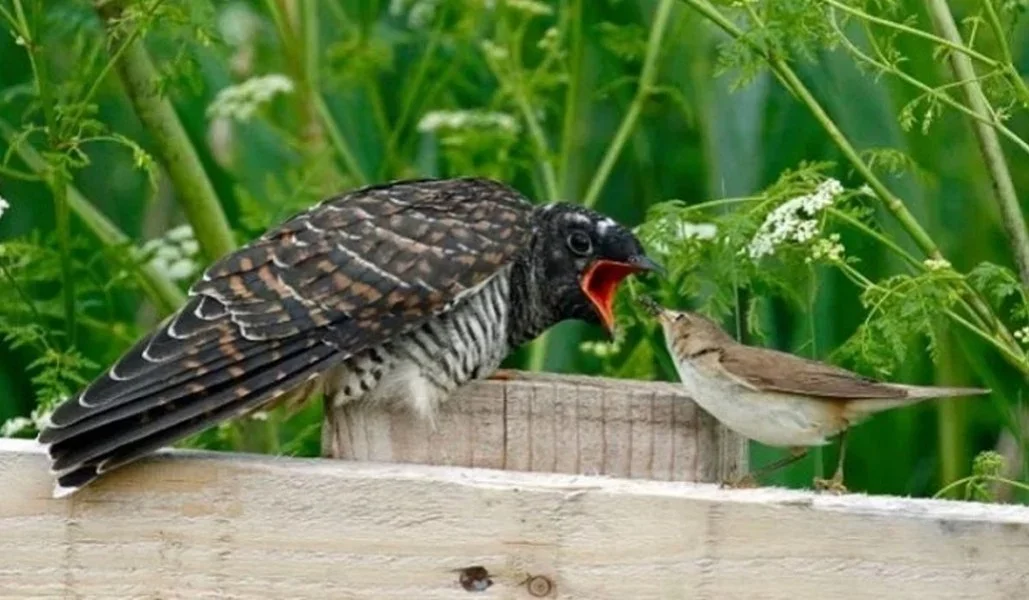 Chim Tu Hú: Bi kịch tiến hóa bị gắn mác "kẻ bội bạc" của rừng già