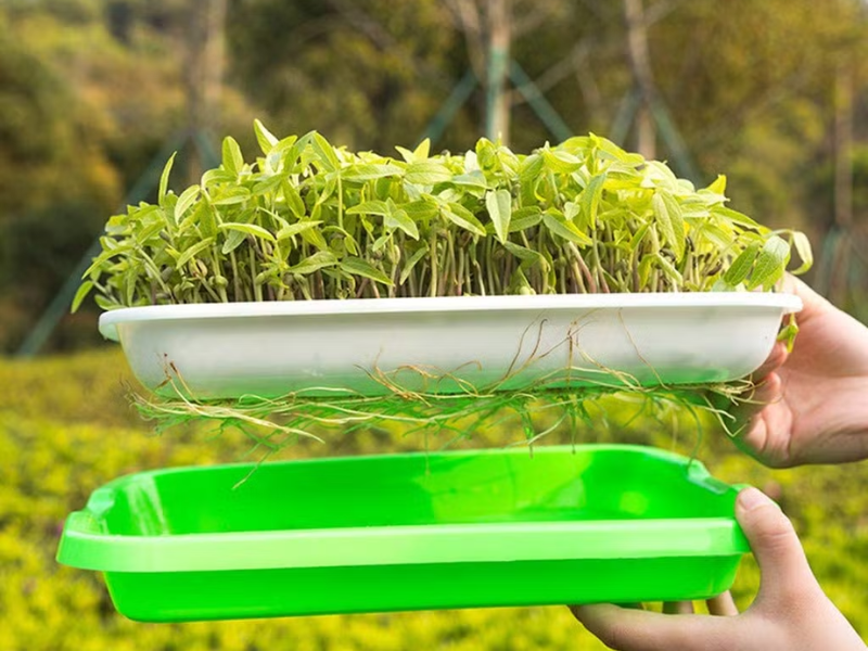 Khay trồng rau mầm tiện lợi, tiết kiệm