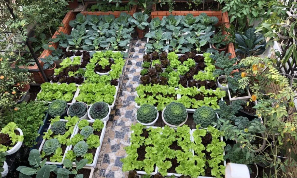 Khay trồng rau sân thượng thoát nước tốt, bền đẹp