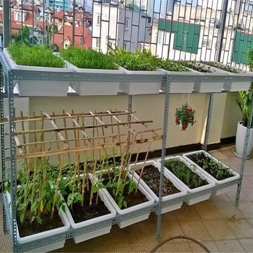 Trồng rau đơn giản với khay trồng rau sạch tại nhà hiệu quả cao