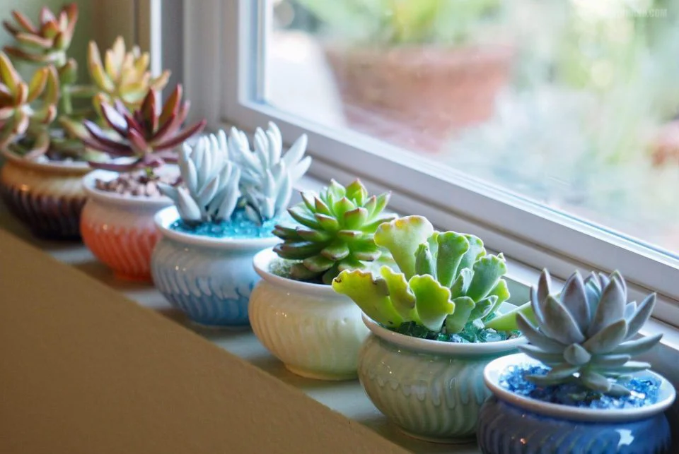 Trồng sen đá trong chậu gốm