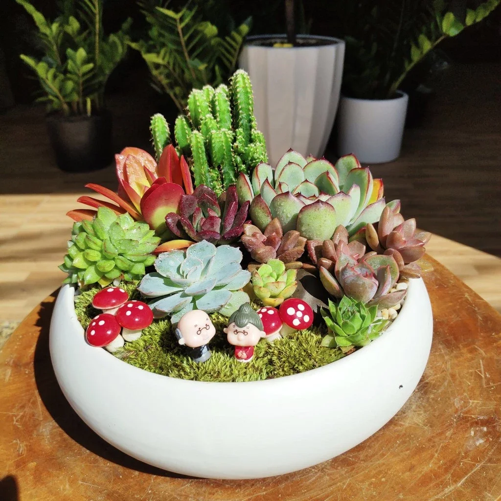 Trồng sen đá trong những chiếc chậu gốm