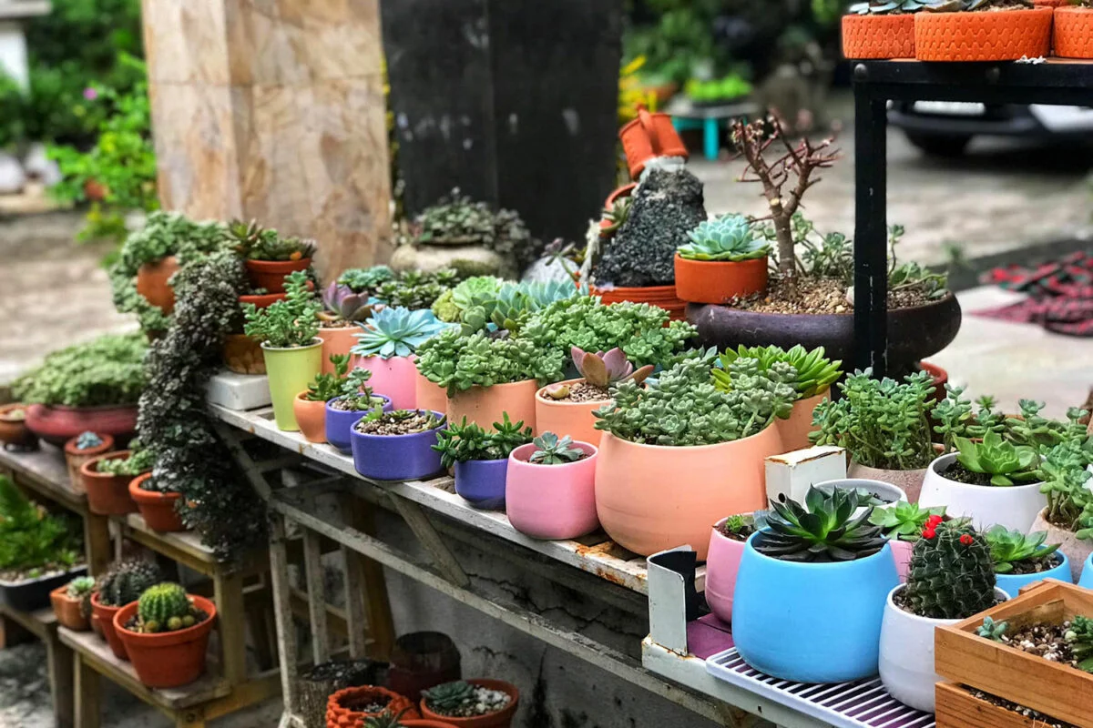 Chậu gốm trồng sen đá