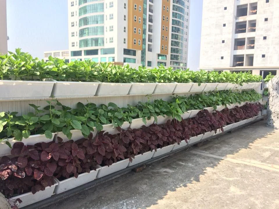 Khay trồng rau nhựa cao cấp, an toàn cho cây trồng